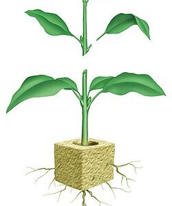Cuttings